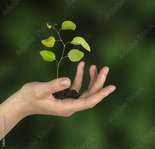 Photo: sapling in hand sapling in hand