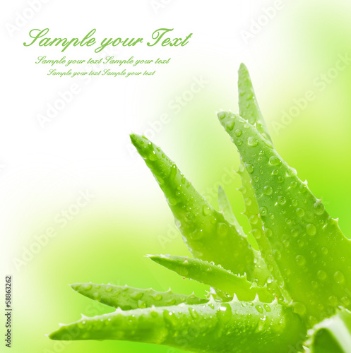 Photo: Green leaves of aloe plant close up Green leaves of aloe plant close up