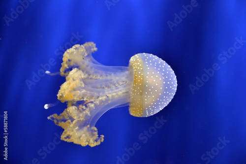 Photo: Meduse Meduse