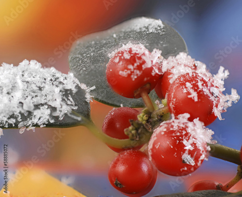 Photo: rote Beeren Stechpalme mit Schnee rote Beeren Stechpalme mit Schnee