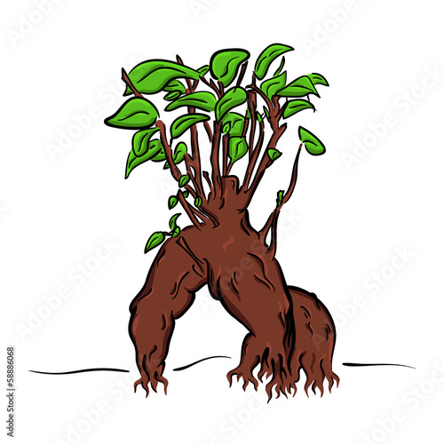Vector: vector cartoon bonsai vector cartoon bonsai