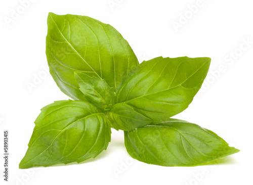 Photo: Sweet basil leaves Sweet basil leaves