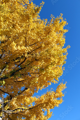Photo: 黄色く紅葉するイチョウの木 黄色く紅葉するイチョウの木
