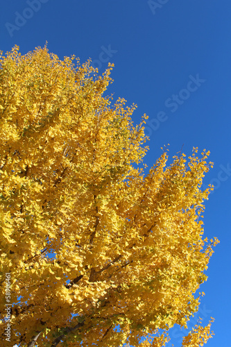 Photo: 黄色く紅葉するイチョウの木 黄色く紅葉するイチョウの木