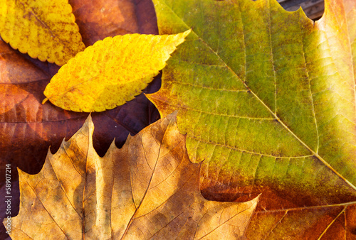 Photo: Autumn maple leave Autumn maple leave
