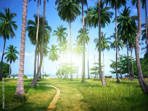 Photo: palms on beach of Phi Phi island, Thailand palms on beach of Phi Phi island, Thailand
