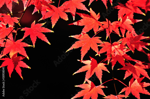 Photo: 紅葉 紅葉