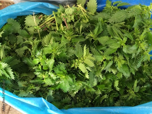 Instant Collection: Isırgan (Urtica) Isırgan (Urtica)