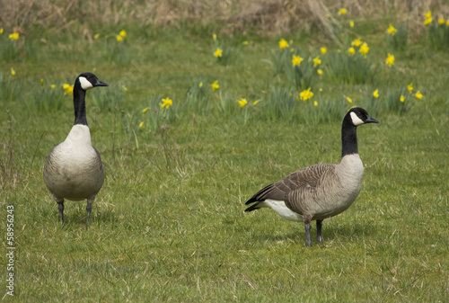 Photo: Pair of Canada Geese in flower Meadow Pair of Canada Geese in flower Meadow