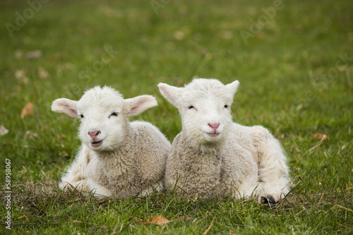 Photo: Two adorable young lambs relaxing in grass field Two adorable young lambs relaxing in grass field