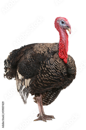 Photo: Turkey Turkey