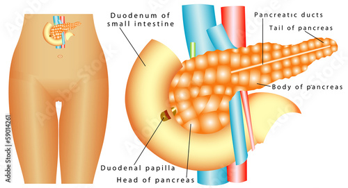Vector: Human Duodenum pancreas Human Duodenum pancreas