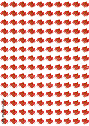 Photo: Maple Maple