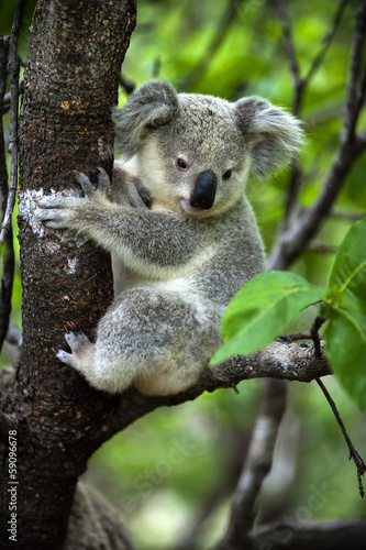 Photo: Koala - Jungtier auf Magnetic Island in Australien Koala - Jungtier auf Magnetic Island in Australien