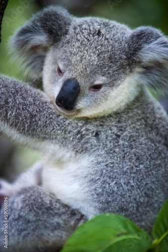 Photo: Junger Koala auf Magnetic Island in Australien Junger Koala auf Magnetic Island in Australien