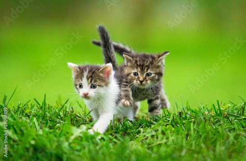  Two little kittens on the grass