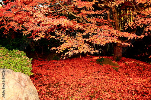 Photo: 京都の紅葉 京都の紅葉