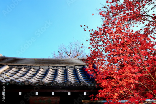 Photo: 日本の瓦屋根と紅葉 日本の瓦屋根と紅葉