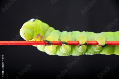 Photo: green worm green worm