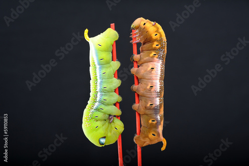 Photo: worms worms
