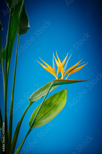 Photo: Strelitzia flower Strelitzia flower