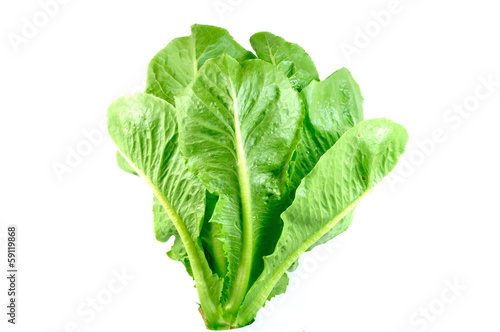 Photo: Green cos salad Green cos salad