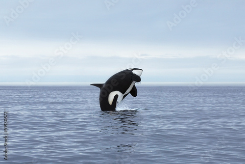  Killer whale female making high jump, Kamchatka, Pacific Ocean
