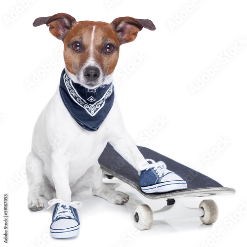 Photo: skateboard dog skateboard dog