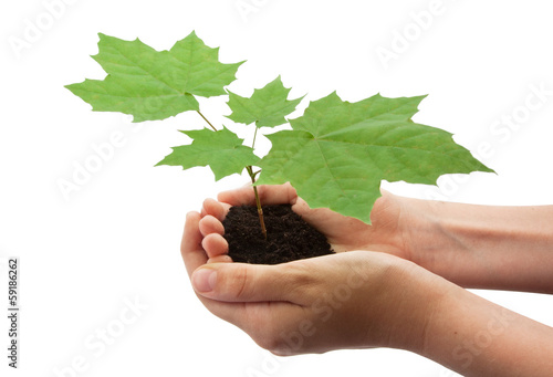 Photo: Tree in hands Tree in hands