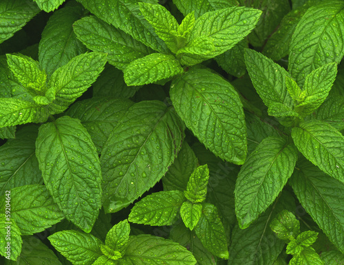Photo: Mint Mint