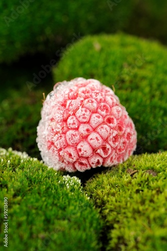Photo: Frozen Raspberry on Green Moss Close-Up Frozen Raspberry on Green Moss Close-Up