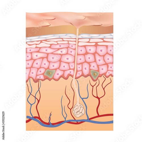 Illustration: Human skin structure. 3d illustration of epidermis anatomy Human skin structure. 3d illustration of epidermis anatomy