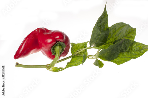 Photo: Red pepper Red pepper