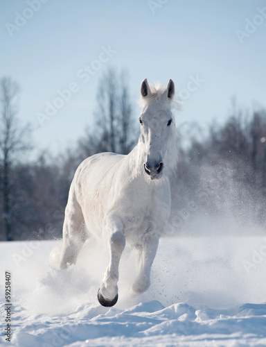 Photo: winter horse winter horse