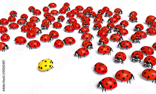 Illustration: Yellow ladybird is marginalized Yellow ladybird is marginalized