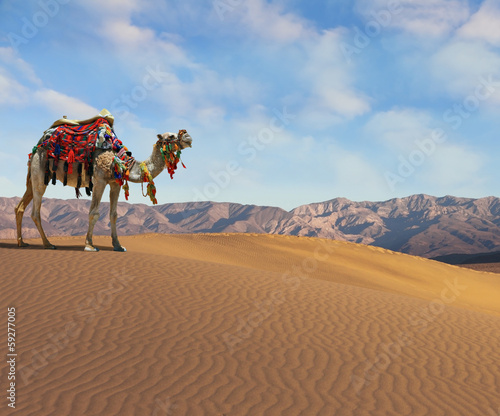 Photo: Gorgeous dromedary smiling Gorgeous dromedary smiling
