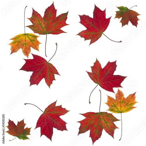 Photo: leaves as maple tree as background leaves as maple tree as background