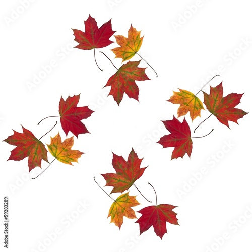 Photo: multicolor leaves of maple tree as background multicolor leaves of maple tree as background