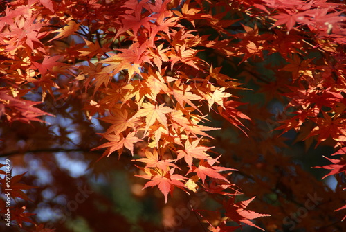 Photo: 輝くもみじ 輝くもみじ