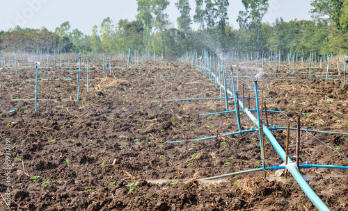 Photo: Watering system for plantation Watering system for plantation