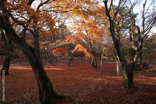 Photo: 京都の秋の夕方 京都の秋の夕方