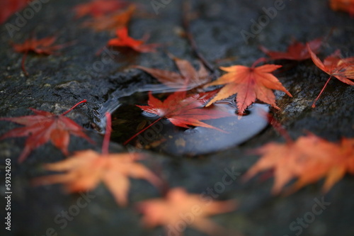 Photo: 観世音寺の紅葉 観世音寺の紅葉