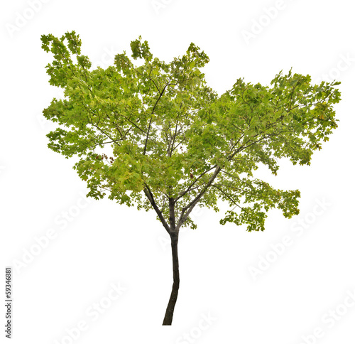 Photo: summer green isolated maple tree summer green isolated maple tree