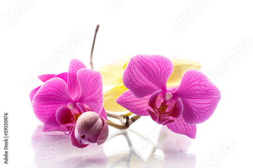 Photo: phalaenopsis purple phalaenopsis purple