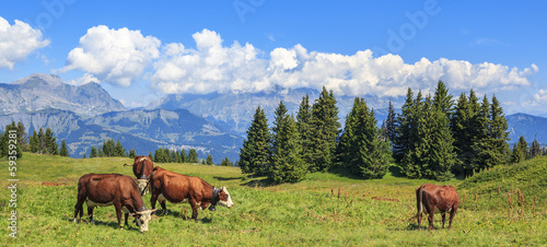 Photo: Panoramic view of brown cows Panoramic view of brown cows