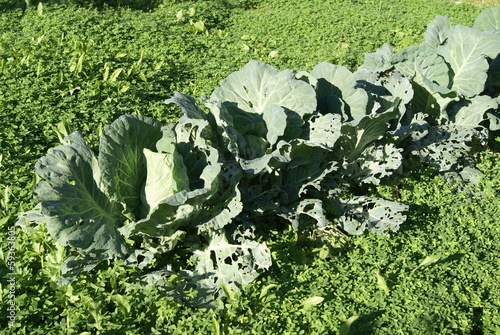 Photo: cabbages growing in vegetable garden or field or land cabbages growing in vegetable garden or field or land