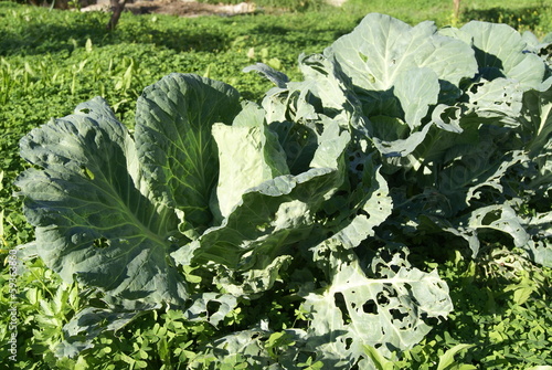 Photo: Cabbage Cabbage