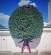 tree man tree man