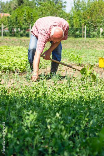 Photo: Senior male working in the garden Senior male working in the garden