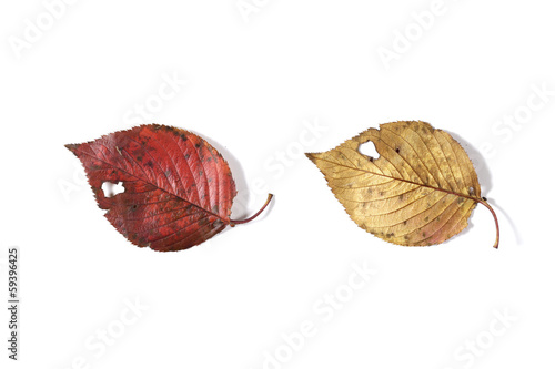 Photo: 紅葉して落ちた葉(裏表) 紅葉して落ちた葉(裏表)